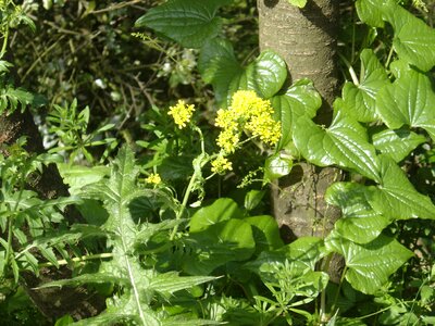 Plant leaves flower