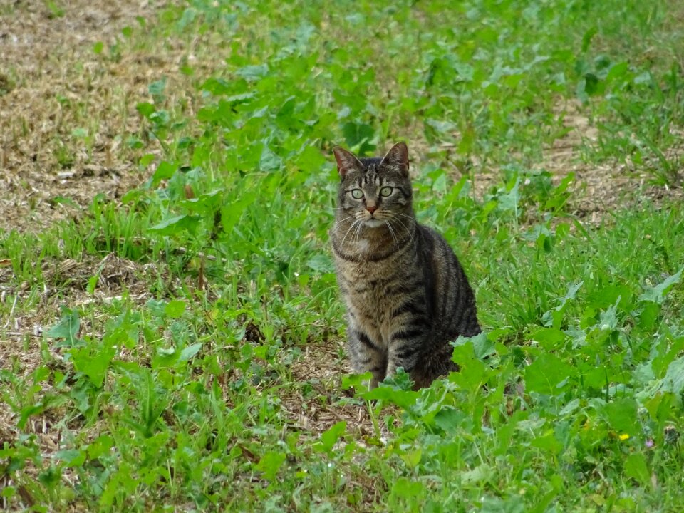 Tiger cat kitten mieze