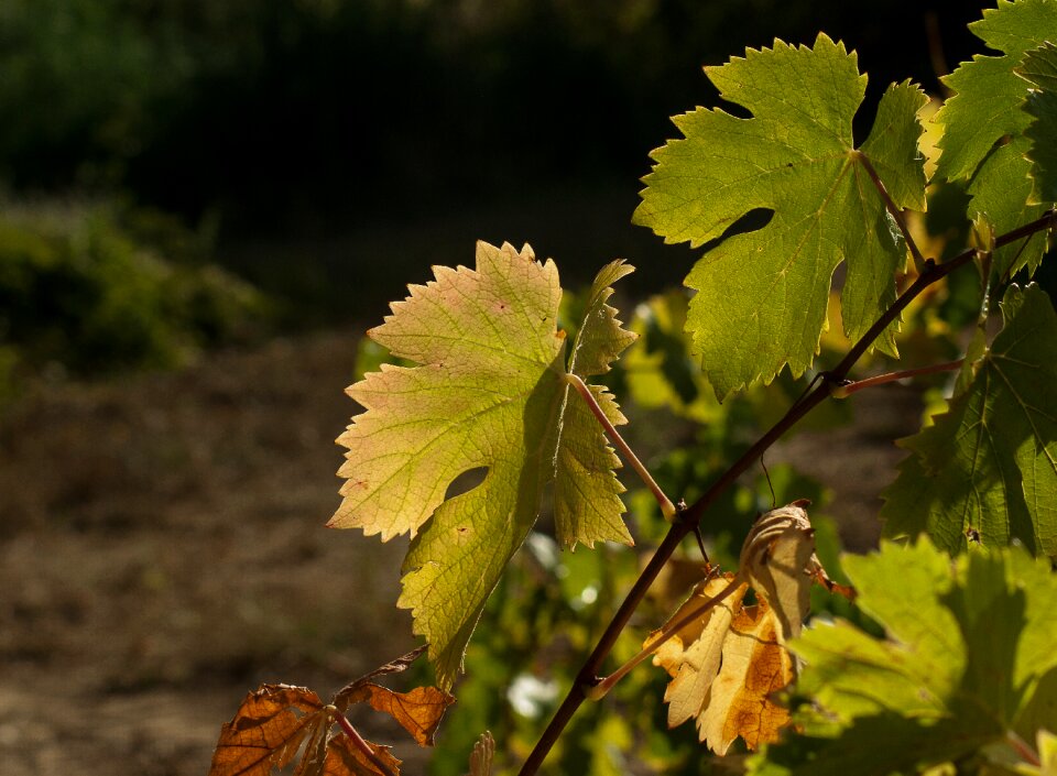 Fall harvest grape