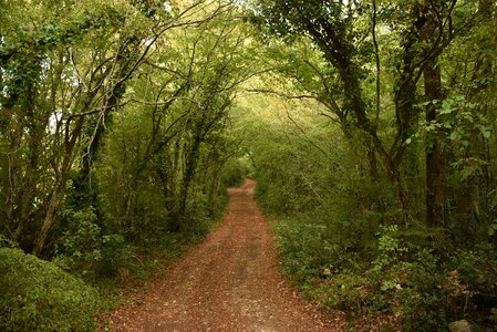 Forest path avenue path
