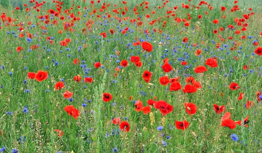 Pointed flower flower meadow plant photo