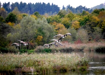 Migratory birds nature geese