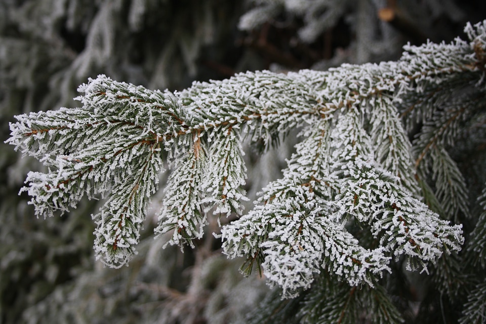 Tree aesthetic frozen