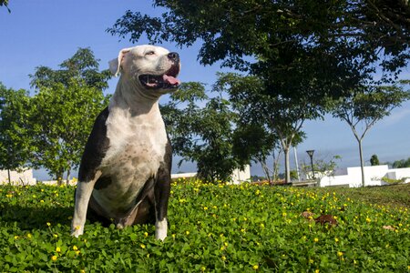 Canine profile dog animal