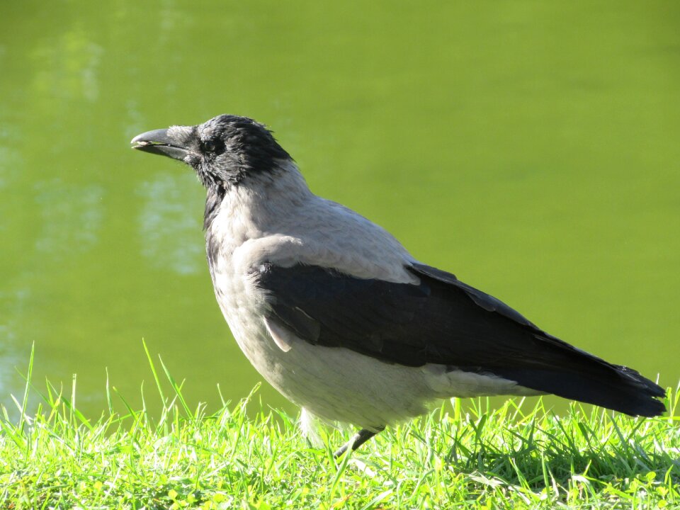 Bird crow nature