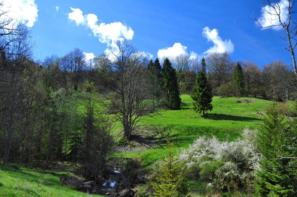 Meadow nature view