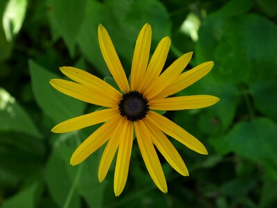 Summer yellow flower plant photo