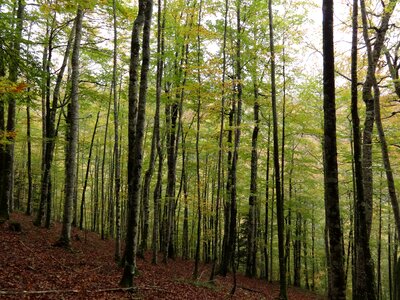 Landscape forest landscape foliage photo