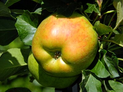 Vitamins autumn apple tree photo
