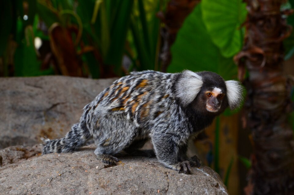 Wild animal monkey primate