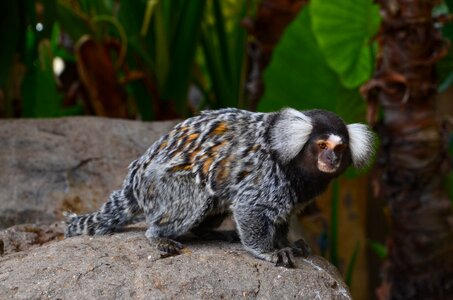 Wild animal monkey primate