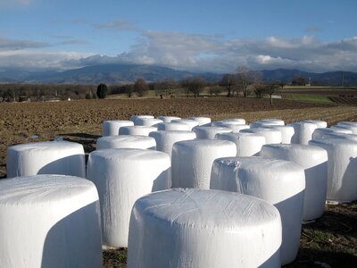 Hay feed stock agriculture photo