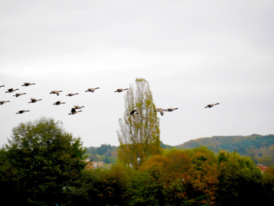 ökosee wild geese sky