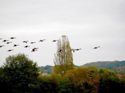 ökosee wild geese sky