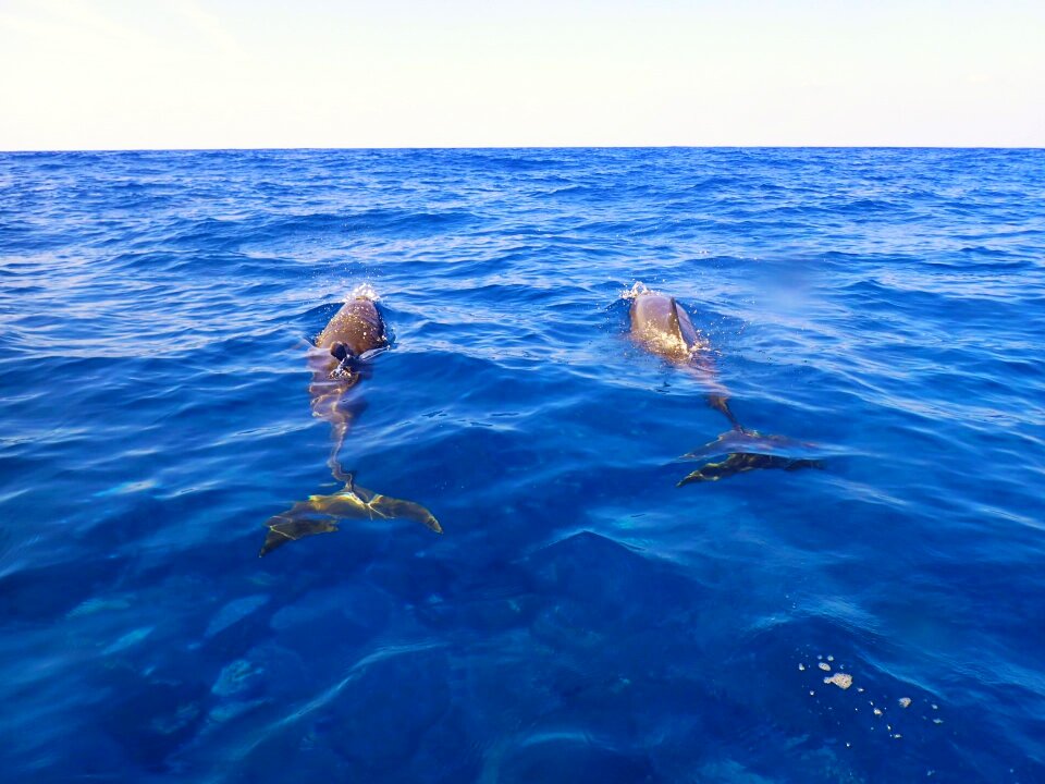 Water swimming animal