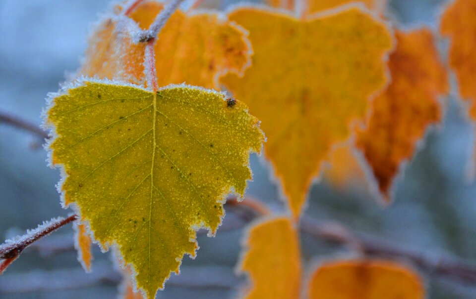 Frozen cold branch