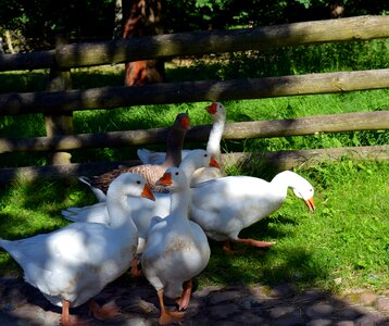 Feather poultry nature