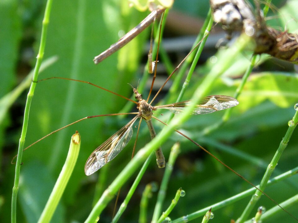 Long-legged insect sting moisture