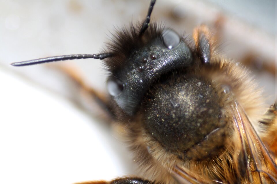 Macro insect close up