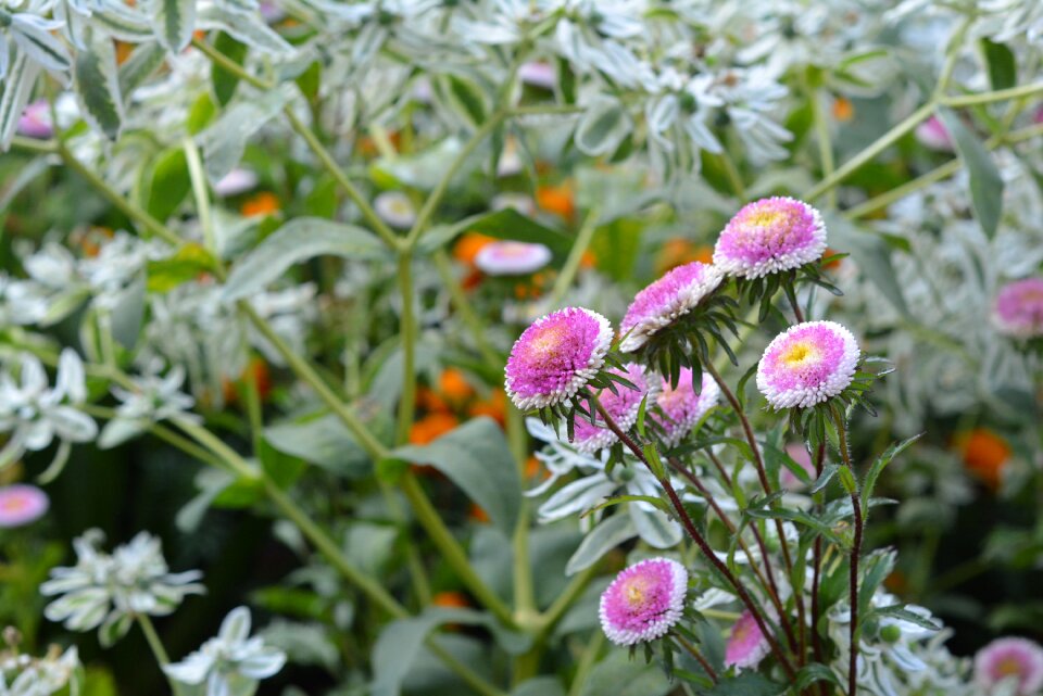 Pink flourishing garden flowers photo