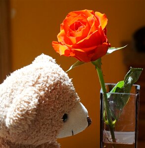 Stuffed animal orange rose rose