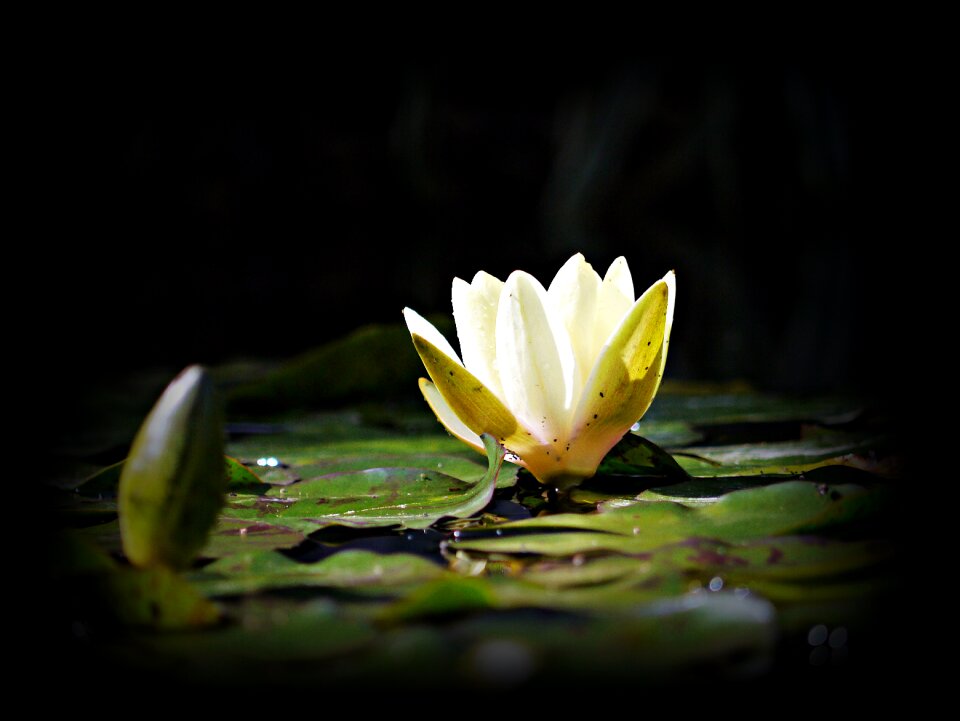 Nature green aquatic plant
