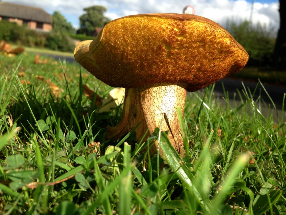 Fungus autumn