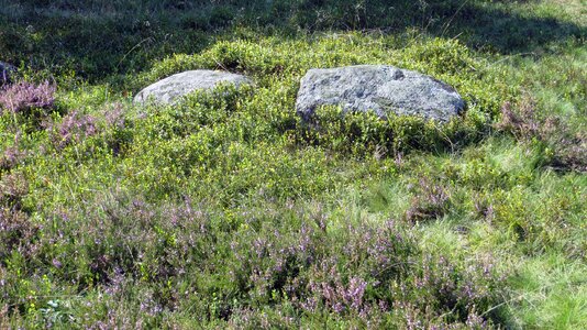 Plant landscape nature