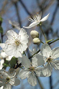 White spring fruit tree photo