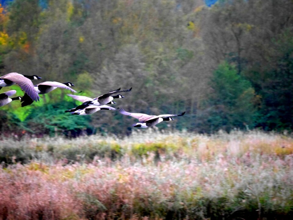 Geese migratory birds nature
