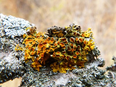 Lichen lichens almond tree