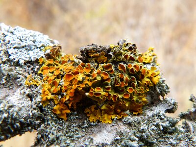 Lichen lichens almond tree photo