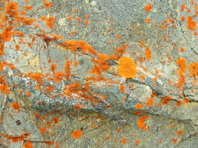 Nature alpine boulders