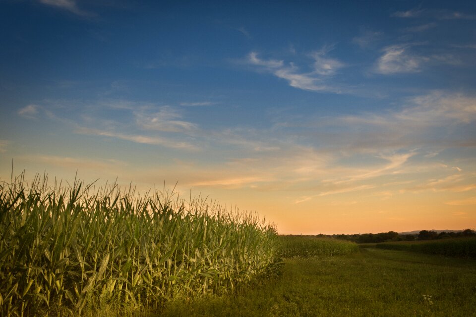 Agriculture rural landscape photo