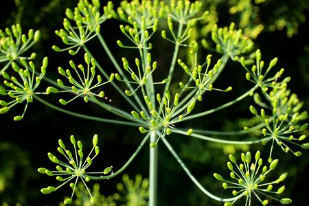 Garden culinary herbs green