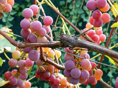 Pink vine berry