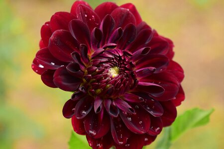 Flower red dahlia garden