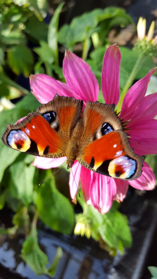 Close up animal flower