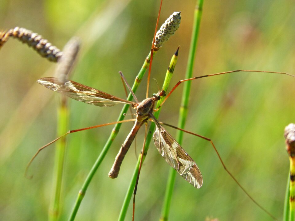Long-legged insect sting moisture