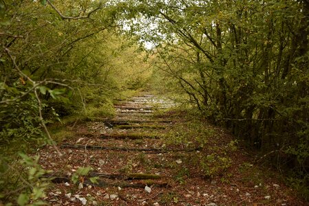 Shrubs old railway line overgrown photo