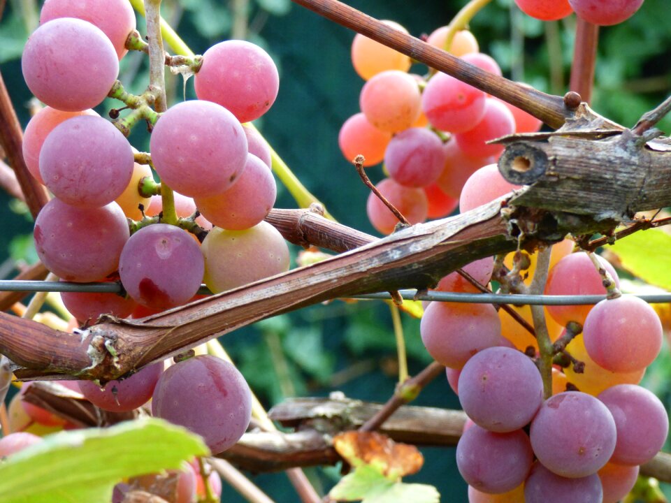 Grapes garden autumn