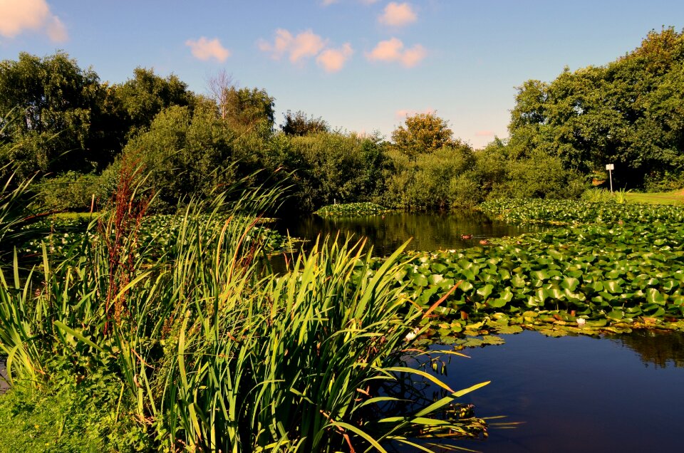 Pond duck pond borkum aquatic plant
