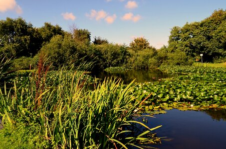 Pond duck pond borkum aquatic plant photo