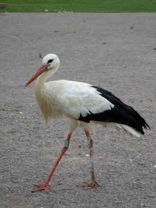 Cygogne fauna zoo