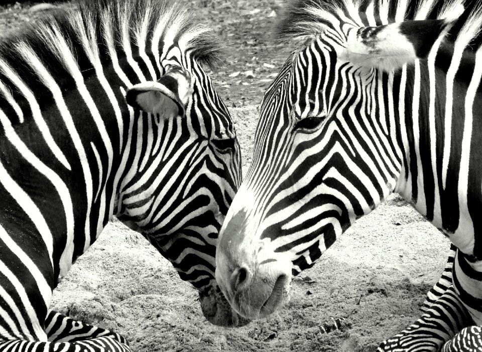 Zebras zoo black and white