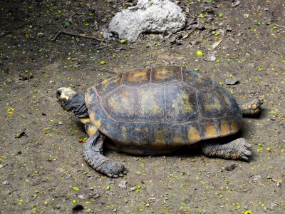 Wildlife tortoise nature