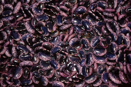 Beans vegetables legumes