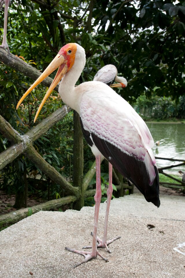 Kuala lumpur bird park malaysia animal photo