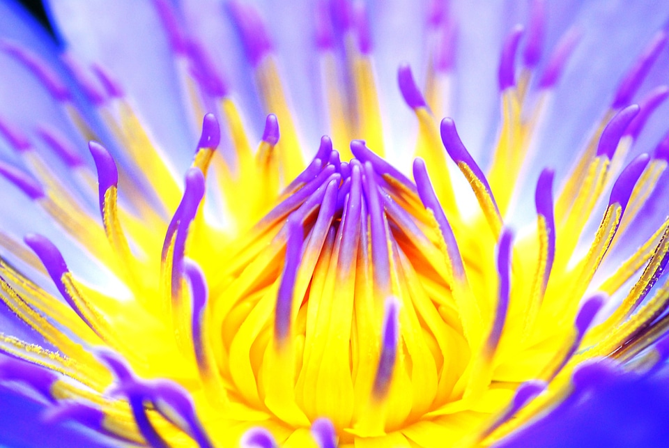 Macro shot of a water lily purple water lilies burning