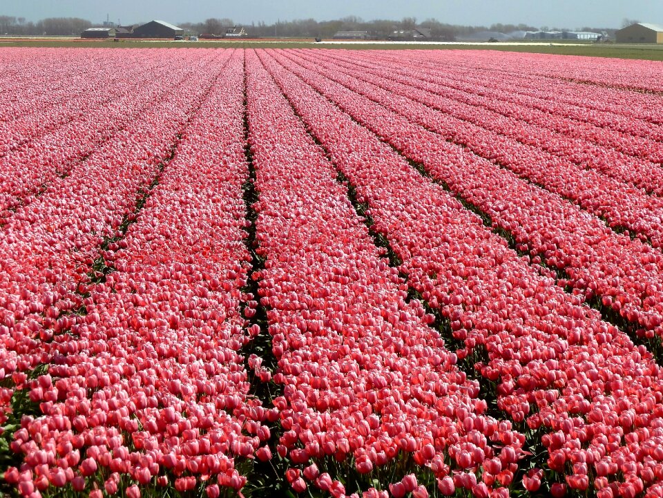 Holland bulbs color